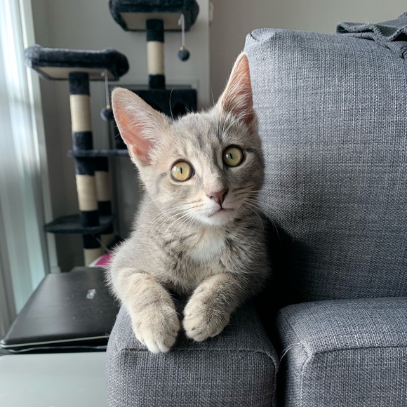 Meet your Posher, Sophia - Picture 1 of 1